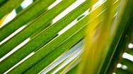 Macro Shot Of Nature.  Sunny Day In The Tropical Forest.  Stock Footage