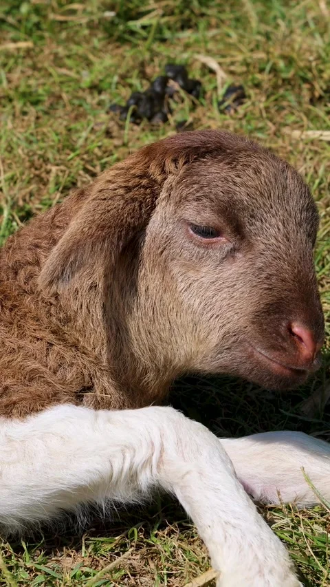 Macro Shot of a Newborn Brown and White Lamb Resting on Grass Stock Footage 325164278