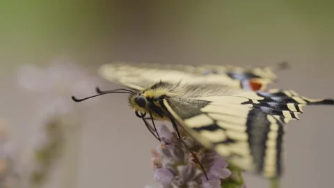 Macro shot of a newly hatched swallowtail butterfly on lavender Stock Footage 278022588