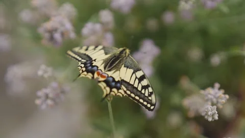 Macro shot of a newly hatched swallowtail butterfly on lavender Stock Footage 278022590