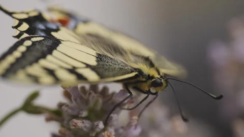 Macro shot of a newly hatched swallowtail butterfly on lavender Stock Footage 278022595