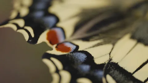 Macro shot of a newly hatched swallowtail butterfly on lavender Stock Footage 278022596