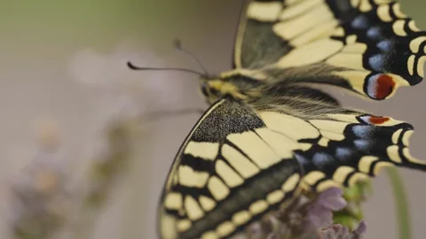 Macro shot of a newly hatched swallowtail butterfly on lavender Stock Footage 278022682