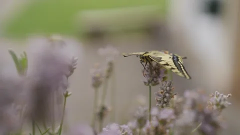 Macro shot of a newly hatched swallowtail butterfly on lavender Stock Footage 278022756