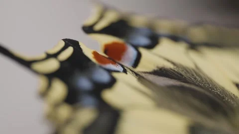 Macro shot of a newly hatched swallowtail butterfly on lavender Stock Footage 278022799