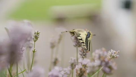 Macro shot of a newly hatched swallowtail butterfly on lavender Stock Footage 278022822