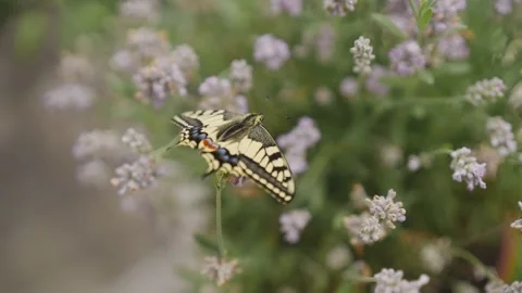 Macro shot of a newly hatched swallowtail butterfly on lavender Stock Footage 278022825