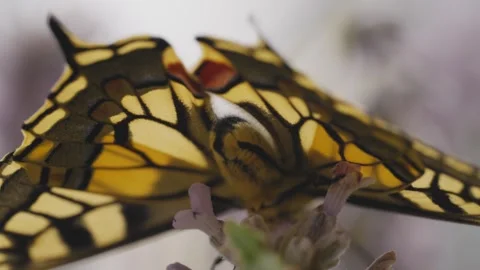 Macro shot of a newly hatched swallowtail butterfly on lavender Stock Footage 278022905