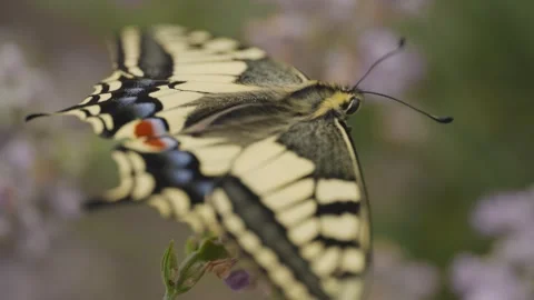 Macro shot of a newly hatched swallowtail butterfly on lavender Stock Footage 278022907