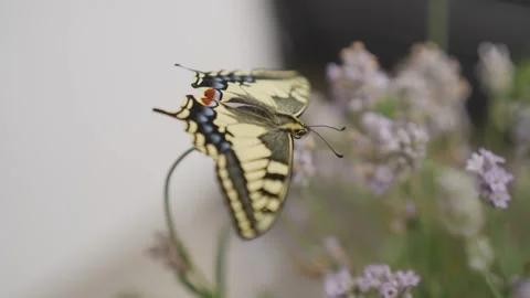 Macro shot of a newly hatched swallowtail butterfly on lavender Stock Footage 278023148