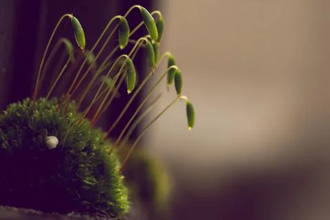 Macro shot of a newly sprouted group of grass Stock Photos