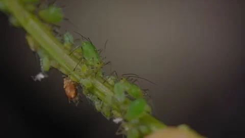 Macro Shot Of Numerous Green Aphids Infesting A Plant Stalk Stock Footage 339030826