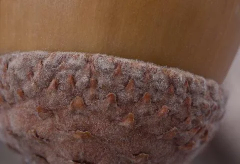 Macro shot of oak acorn shell and fleecy cupule Stock Photos