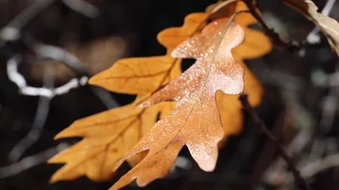 Macro Shot of Oak Leaf on Forest Floor Stock Footage 321255318