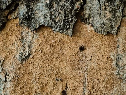 Macro shot of oak tree bark texture and background, organic and natural bro.. Stock Photos