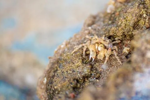 Macro shot of a one crab on a stone on a Sunny day in the Caribbean sea Stock Photos
