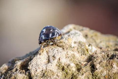 Macro shot of a one hermit crab with a seashell on its back on a stone on a S Stock Photos