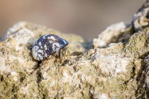 Macro shot of a one hermit crab with a seashell on its back on a stone on a S Stock Photos