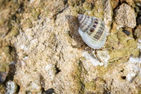 Macro shot of a one hermit crab with a seashell on its back on a stone on a S Stock Photos