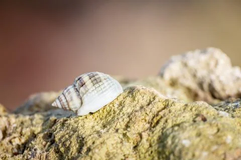 Macro shot of a one hermit crab with a seashell on its back on a stone on a S Stock Photos