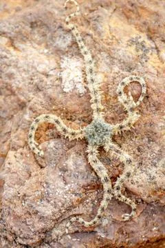 Macro shot of a one starfish on a stone on a Sunny day in the Caribbean sea Stock Photos