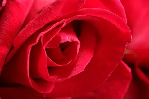 Macro shot of an open red rose. valentine rose Stock Photos