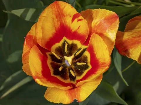 Macro shot of an opened 0range red tulips flower from above Stock Photos