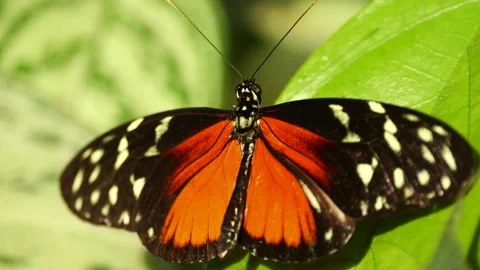 Macro shot of orange black Butterfly with white dots on green leaf in Stock Footage 265237374