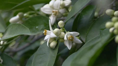 Macro shot of orange blossoms with soft white petals and fine texture. Citrus Stock Footage 331579762
