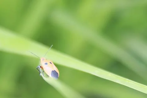 Macro Shot of Orange Bug on Green Grass Blade in Ubud, Bali Stock Photos