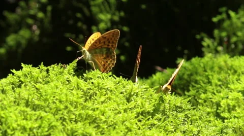 Macro shot of a orange butterflies drinking water from a moss 動画素材 47205335