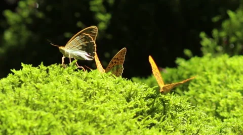 Macro shot of a orange butterflies drinking water from a moss Vídeo Stock 47205485
