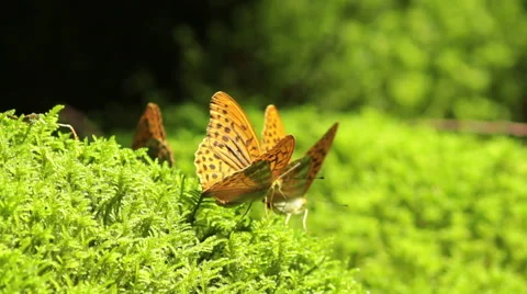 Macro shot of a orange butterflies drinking water from a moss Stock Footage 47205638