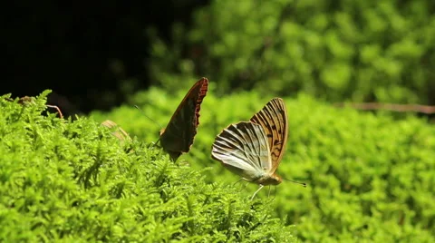 Macro shot of a orange butterflies drinking water from a moss Video stock 47205935