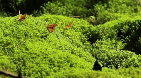 Macro shot of a orange butterflies drinking water from a moss Video stock 47205999