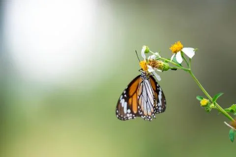 Macro shot of an orange butterfly while getting some nectar on a flower with  Stock Photos