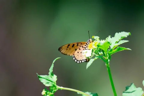Macro shot of an orange butterfly while getting some nectar on a flower with  Stock Photos