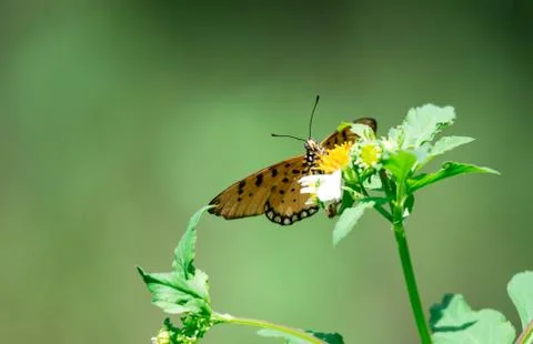 Macro shot of an orange butterfly while getting some nectar on a flower with  Stock Photos