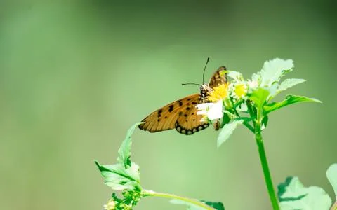Macro shot of an orange butterfly while getting some nectar on a flower with  Stock Photos