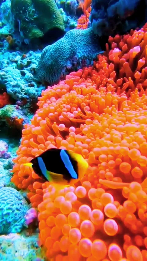 Macro Shot of Orange Coral Polyps Against Deep Blue Water Stockbeeldmateriaal 338426787