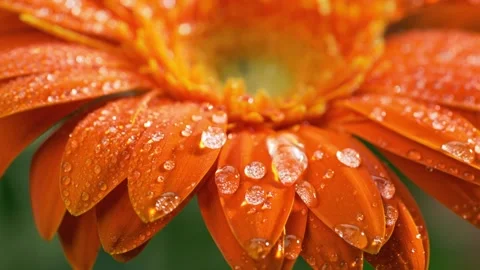 Macro shot of orange daisy-gerbera flower with water drops. Dew drops falling on Stock Footage 130705876
