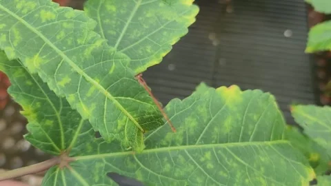 Macro Shot of an Orange Damselfly Perched on a Green Leaf, Dhaka, Bangladesh Vidéo 339352097
