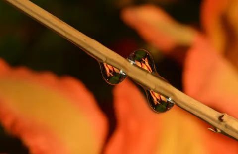 Macro shot of an orange flower reflection in water droplets on a stick Stock Photos