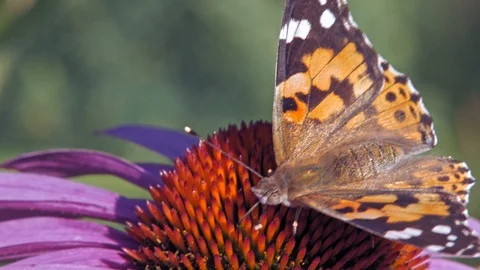 Macro shot of orange Small tortoiseshell butterfly collecting nectar from Stock Footage 114115326