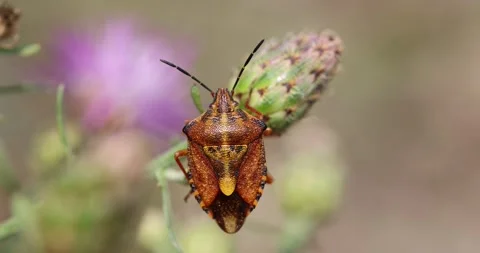 Macro shot of orange yellow colored Mediterranean Fruit Bug resting on Stock Footage 246807977