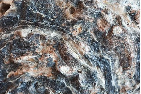 Macro shot of oyster shell Stock Photos