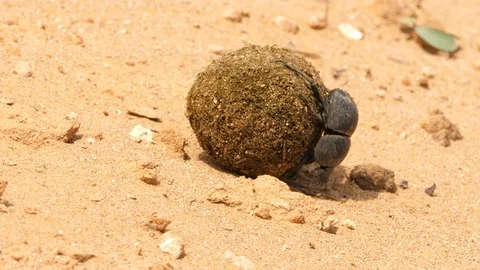 Macro shot of a pair of Flightless Dung Beetles struggling to roll a large Vídeo Stock 128318205