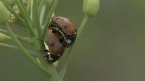 Macro shot of pair of Seven-spot ladybird bugs mating on green plant against Stock Footage 276758742