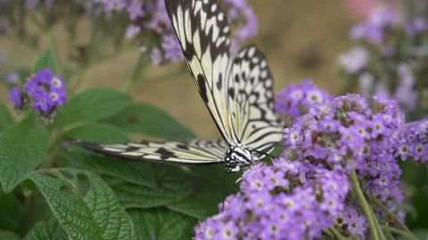 Macro shot of Paper Kite or Tree Nymph Butterfly resting on purple Stock Footage 163270638