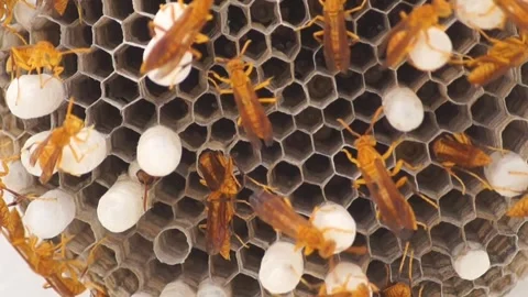 Macro Shot Of Paper Wasps Building Nest And Tending To Eggs And Larvae Closeup Stock Footage 344767859